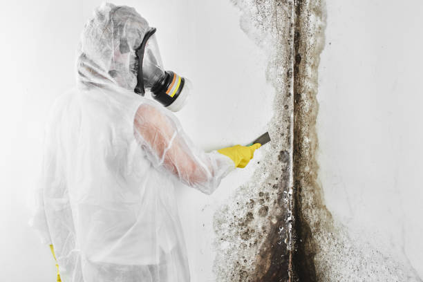 Crawl Space Mold Removal in Meadowood, PA