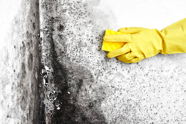 Best Local Mold Removal Service  in Meadowood, PA