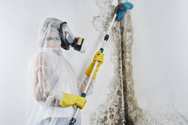 Best Certified Mold Removal  in Meadowood, PA