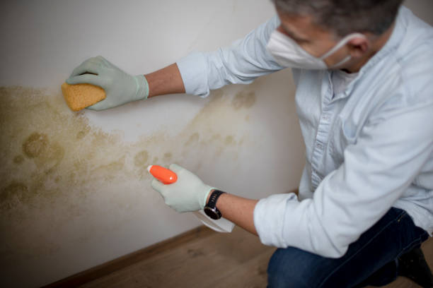 Professional Mold Removal in Meadowood, PA