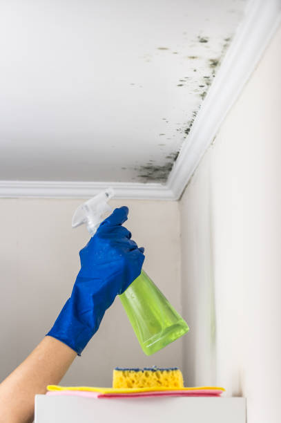 Best Fast Mold Removal  in Meadowood, PA