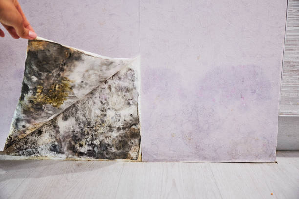 Best Water Damage Restoration  in Meadowood, PA